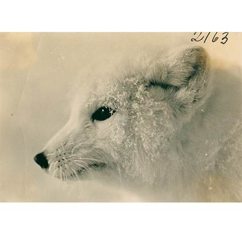 Polarræv - postkort