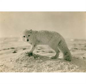 Polarræv i sneen - postkort