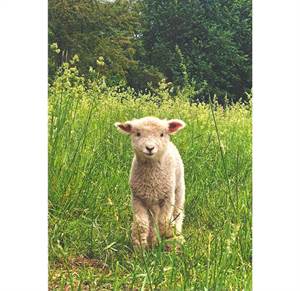 Lille lam i græsset - Postkort